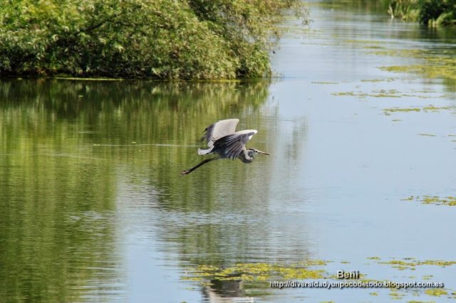 garza real en un canal del delta del danubio