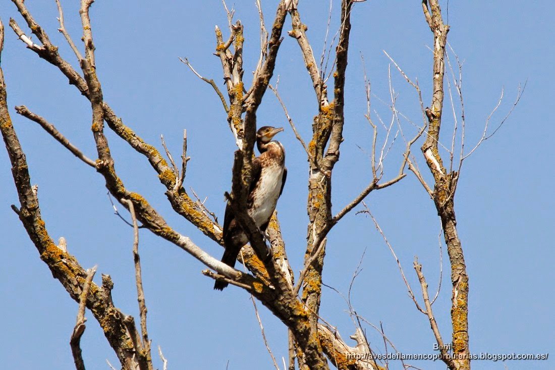 Cormorán grande, great cormorant, Phalacrocorax carbo
