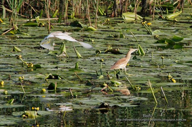 garcilla cangrejera sobre la vegetacion acuatica