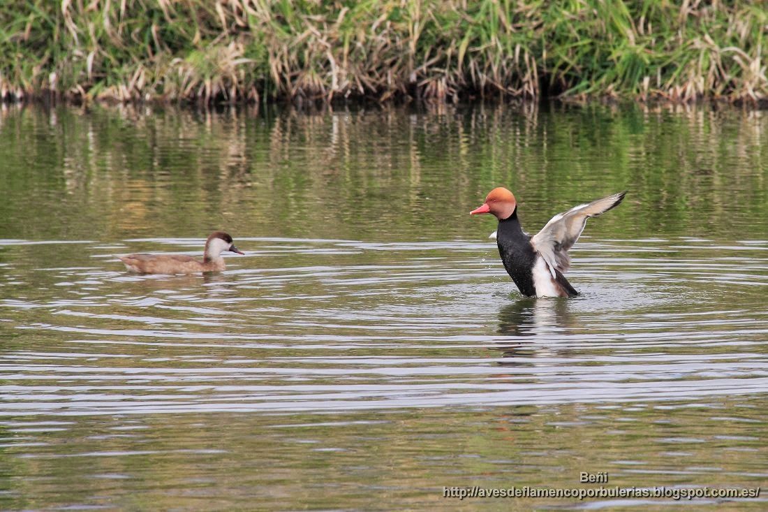 Pato colorado, Red-crested porchard, Netta rufina