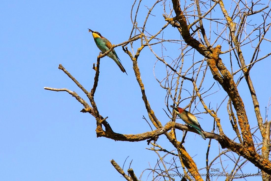 Abejaruco europeo o abejaruco común, european bee-eater, Merops apiaster