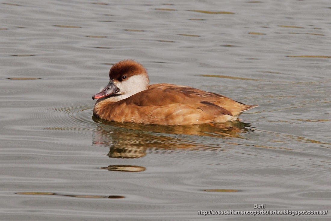 Pato colorado, Red-crested porchard, Netta rufina