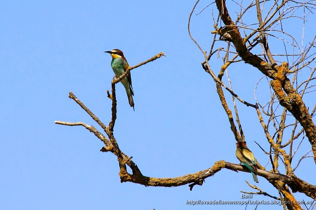 Abejaruco europeo o abejaruco común, european bee-eater, Merops apiaster
