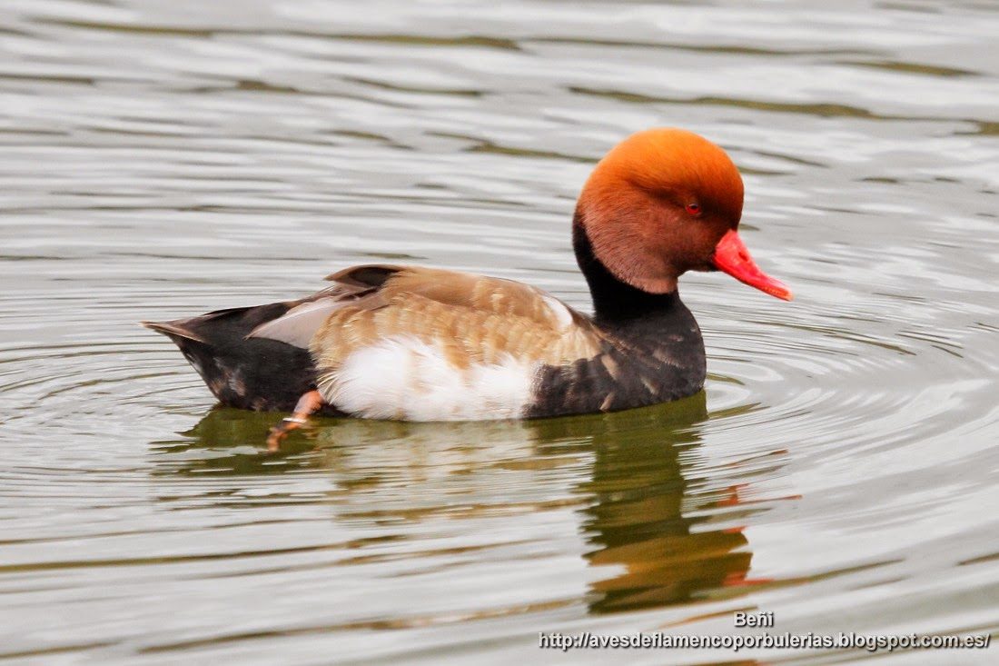 Pato colorado, Red-crested porchard, Netta rufina