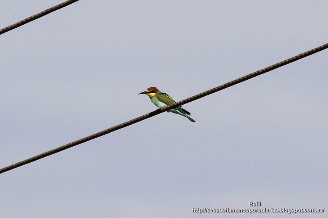 Abejaruco europeo o abejaruco común, european bee-eater, Merops apiaster