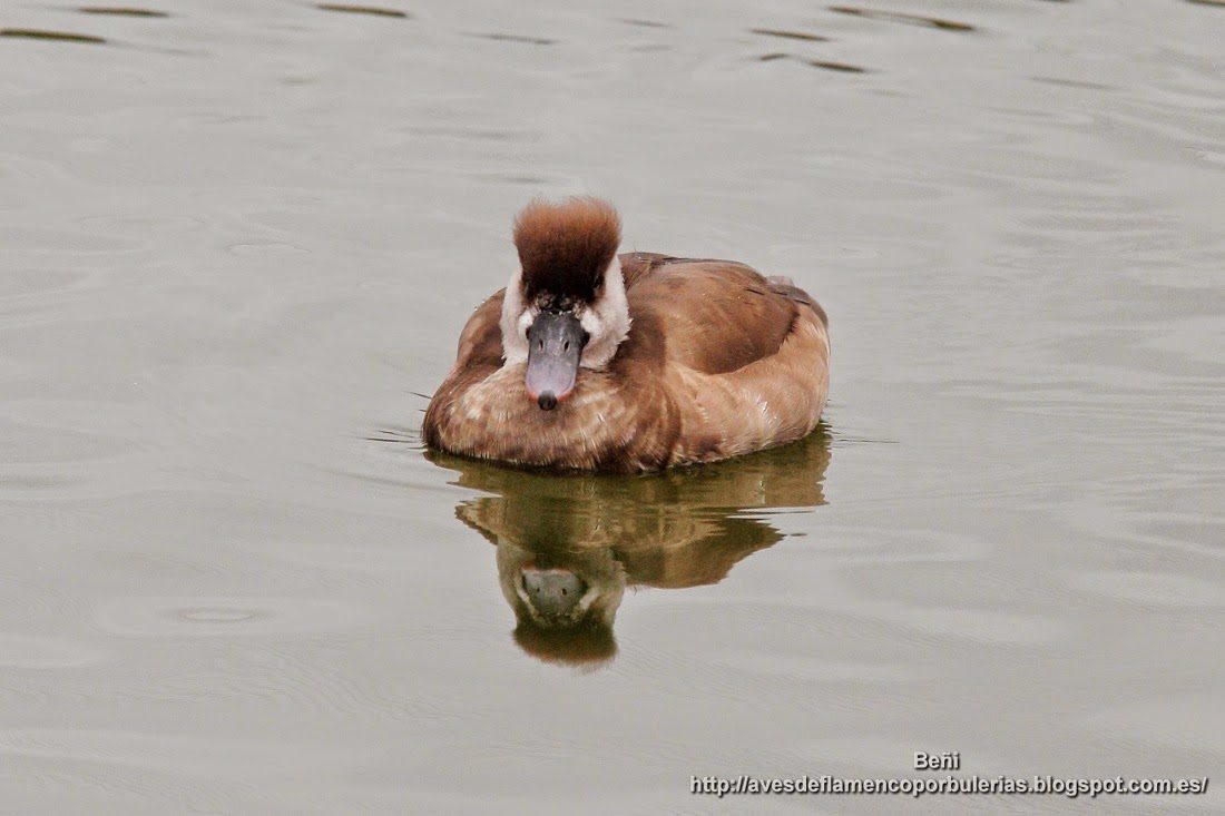 Pato colorado, Red-crested porchard, Netta rufina