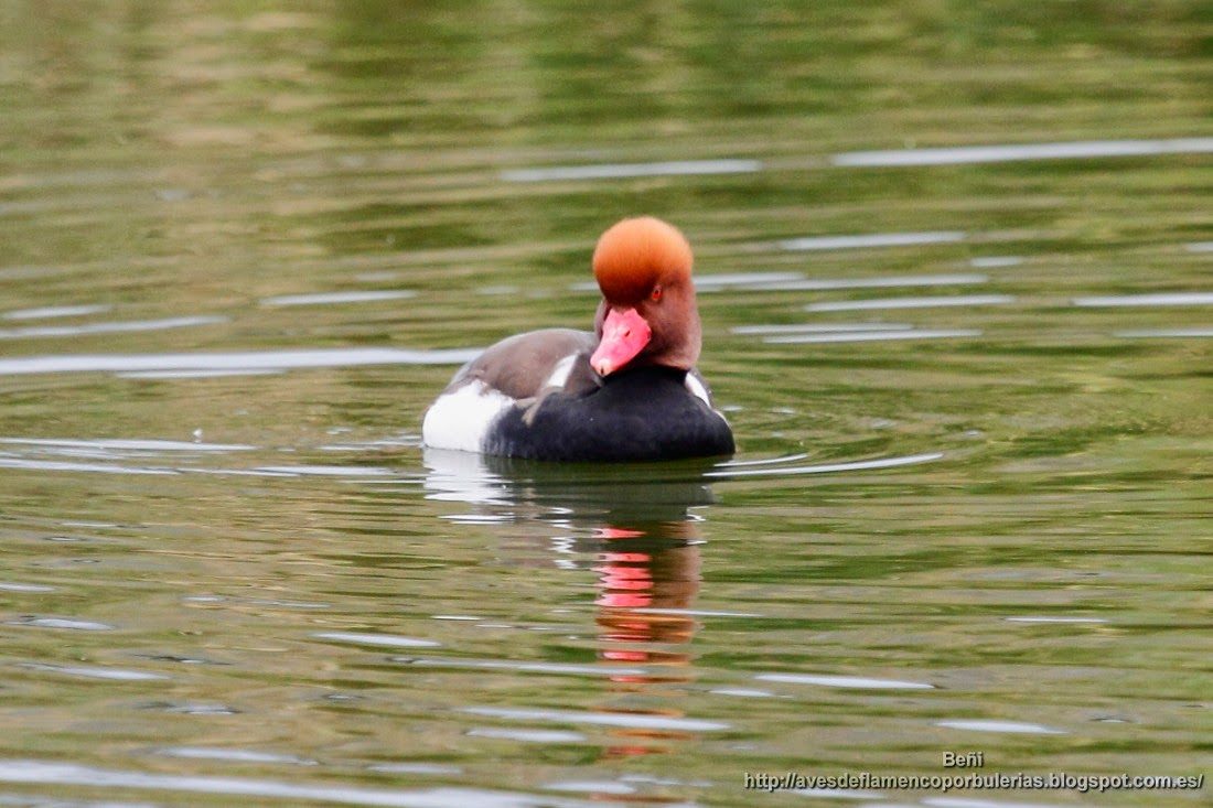 Pato colorado, Red-crested porchard, Netta rufina