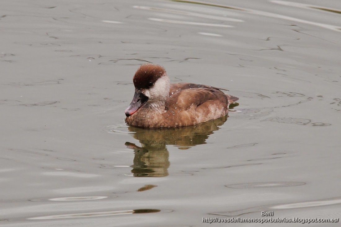Pato colorado, Red-crested porchard, Netta rufina