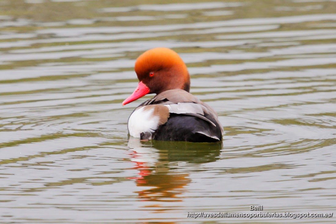 Pato colorado, Red-crested porchard, Netta rufina