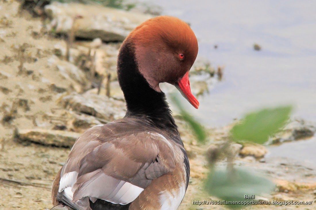 Pato colorado, Red-crested porchard, Netta rufina