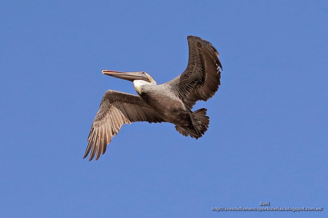 Pelicano pardo de Carolina, brown pelican, Pelecanus occidentalis carolinensis