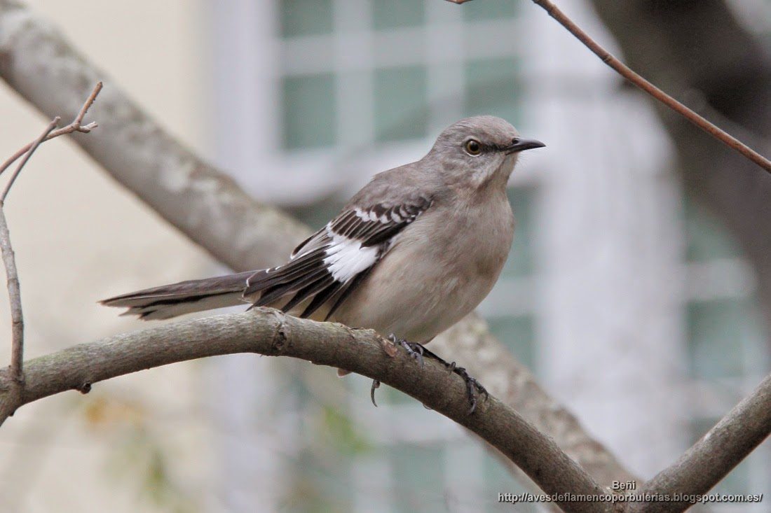sinsonte norteno o cenzontle, northern mockingbird, Mimus polyglottos