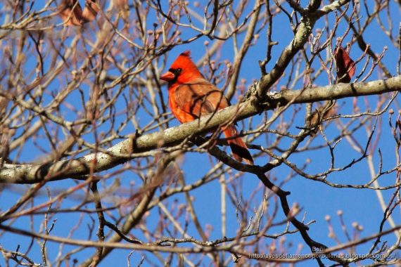 Cardenal, cardenal rojo, cardenal norteño, northern cardinal, Cardinalis cardinalis.