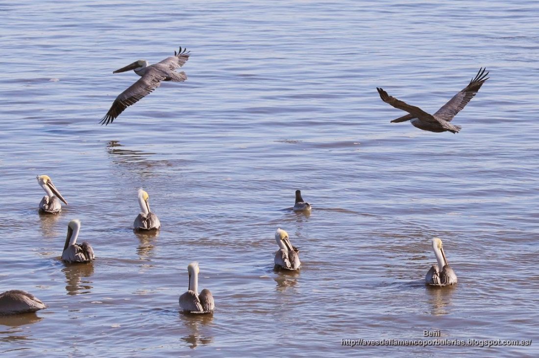 Pelicano pardo de Carolina, brown pelican, Pelecanus occidentalis carolinensis