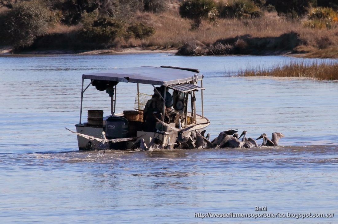 Pelicano pardo de Carolina, brown pelican, Pelecanus occidentalis carolinensis