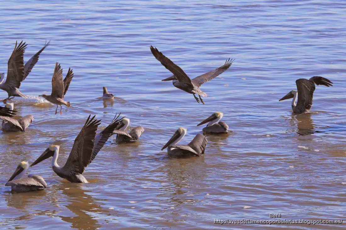 Pelicano pardo de Carolina, brown pelican, Pelecanus occidentalis carolinensis