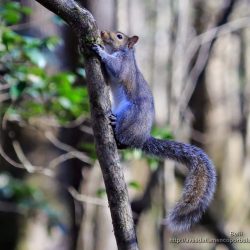 Ardilla de las Carolinas o ardilla del este (eastern gray squirrel, Sciurus carolinensis)