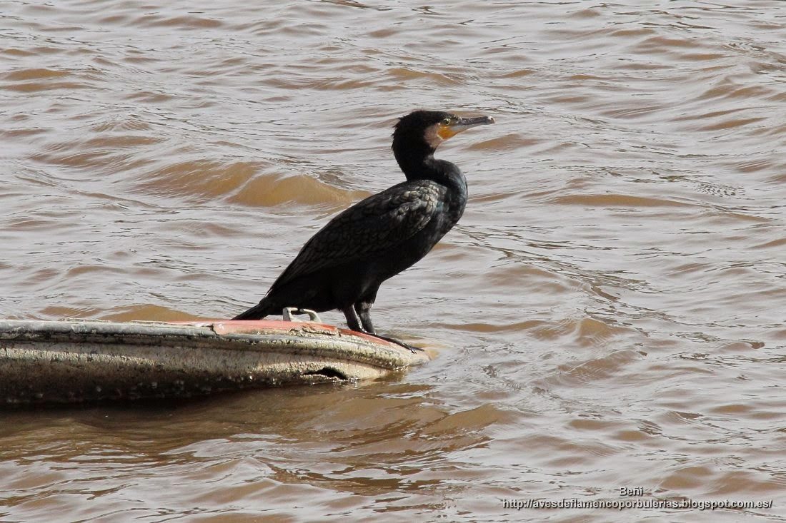 Cormorán grande, great cormorant, Phalacrocorax carbo