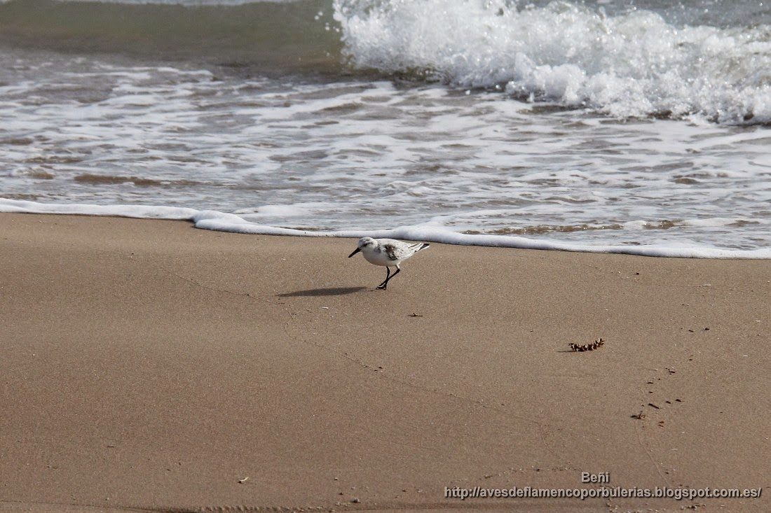 Correlimos tridáctilo o playerito blanco, sanderling, Calidris alba