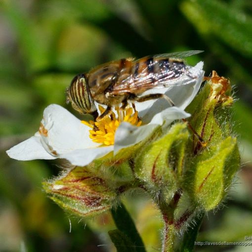 Eristalinus taeniops (mosca tigre, band-eyed drone fly)