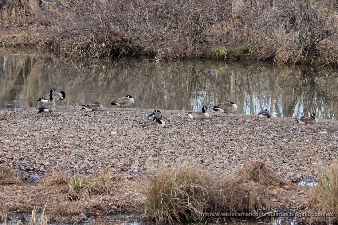 Barnacla canadiense o ganso de Canadá, o Canada goose, o Branta canadensis