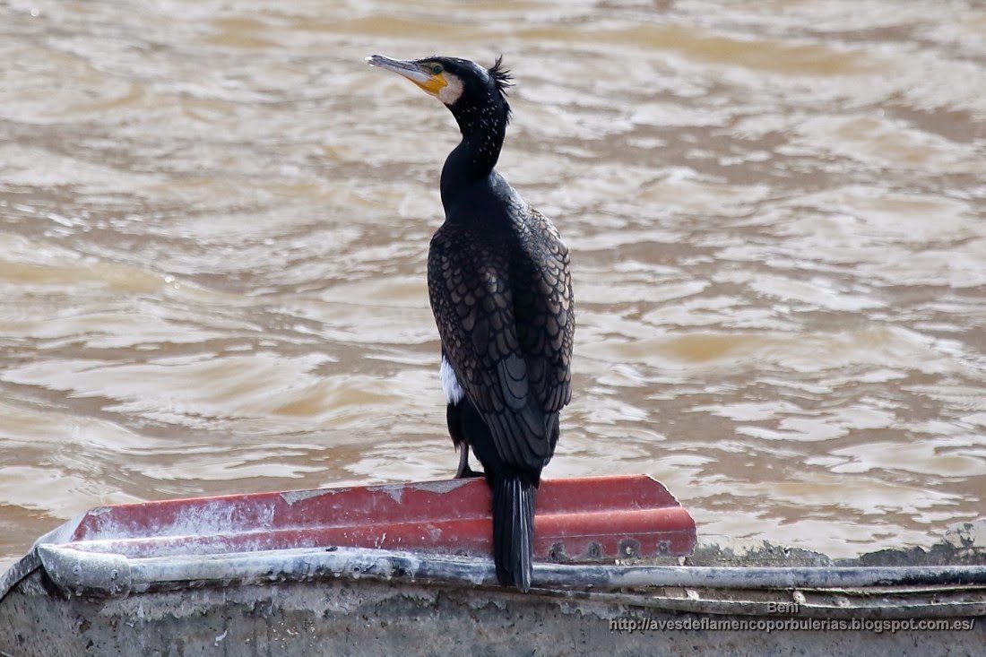 Cormorán grande, great cormorant, Phalacrocorax carbo