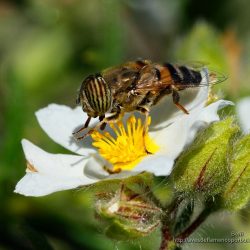 Eristalinus taeniops (mosca tigre, band-eyed drone fly)