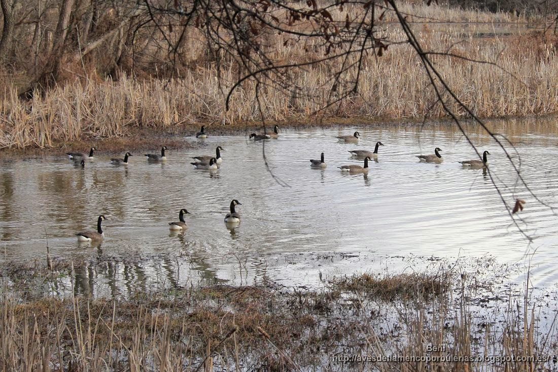 Barnacla canadiense o ganso de Canadá, o Canada goose, o Branta canadensis