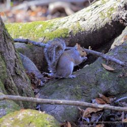 Ardilla de las Carolinas o ardilla del este (eastern gray squirrel, Sciurus carolinensis)