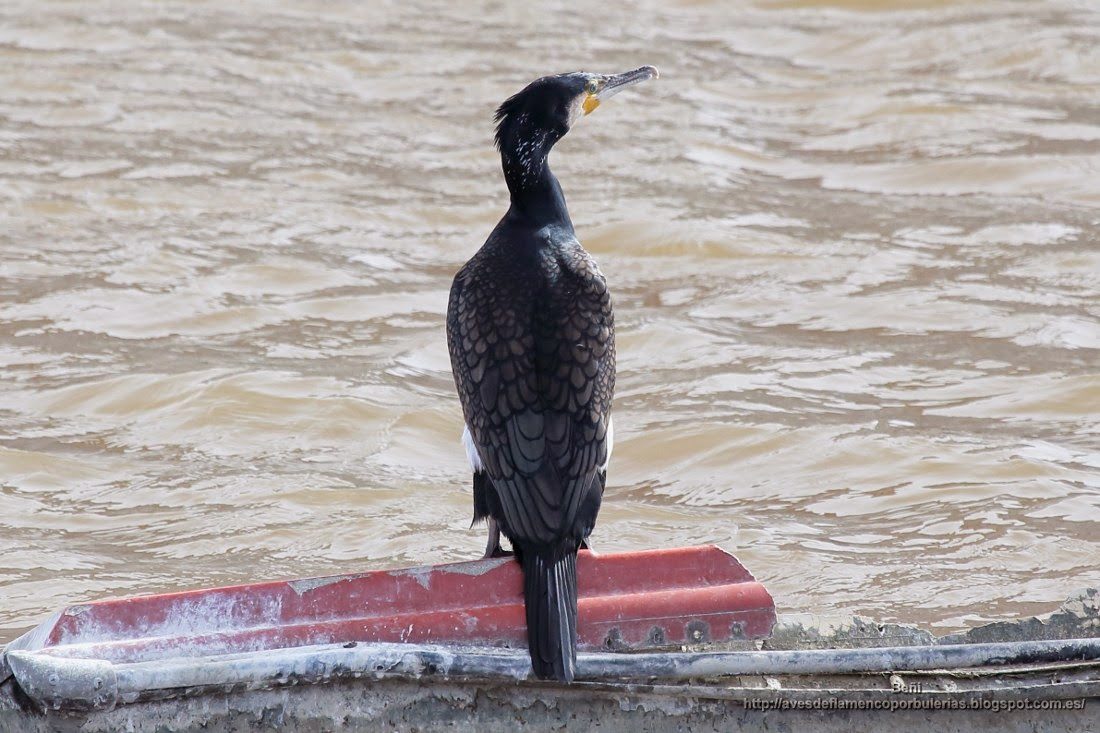Cormorán grande, great cormorant, Phalacrocorax carbo