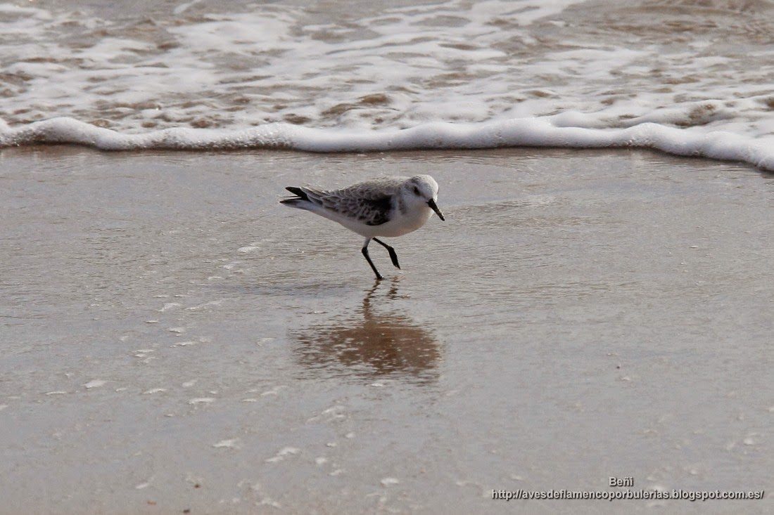 Correlimos tridáctilo o playerito blanco, sanderling, Calidris alba