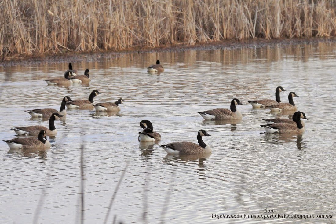 Barnacla canadiense o ganso de Canadá, o Canada goose, o Branta canadensis