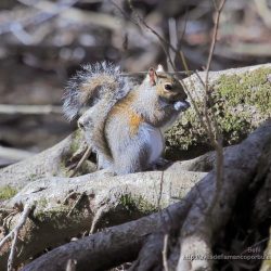 Ardilla de las Carolinas o ardilla del este (eastern gray squirrel, Sciurus carolinensis)