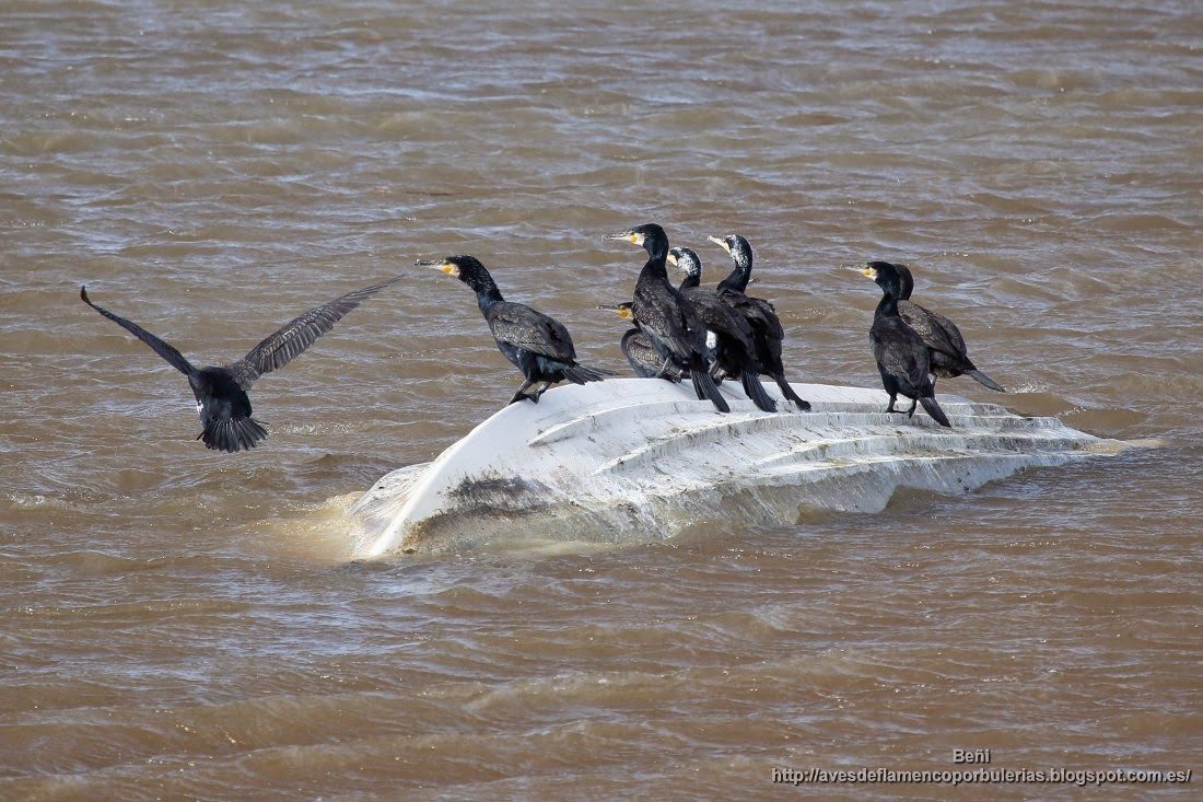 Cormorán grande, great cormorant, Phalacrocorax carbo