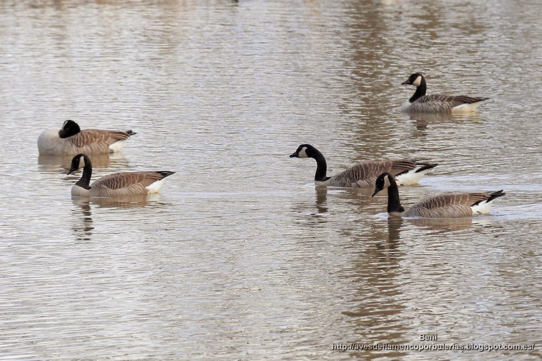 Barnacla canadiense o ganso de Canadá, o Canada goose, o Branta canadensis