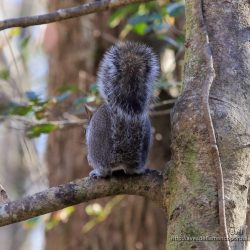 Ardilla de las Carolinas o ardilla del este (eastern gray squirrel, Sciurus carolinensis)