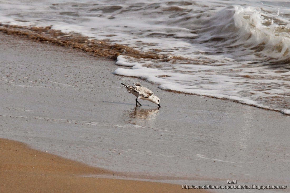 Correlimos tridáctilo o playerito blanco, sanderling, Calidris alba