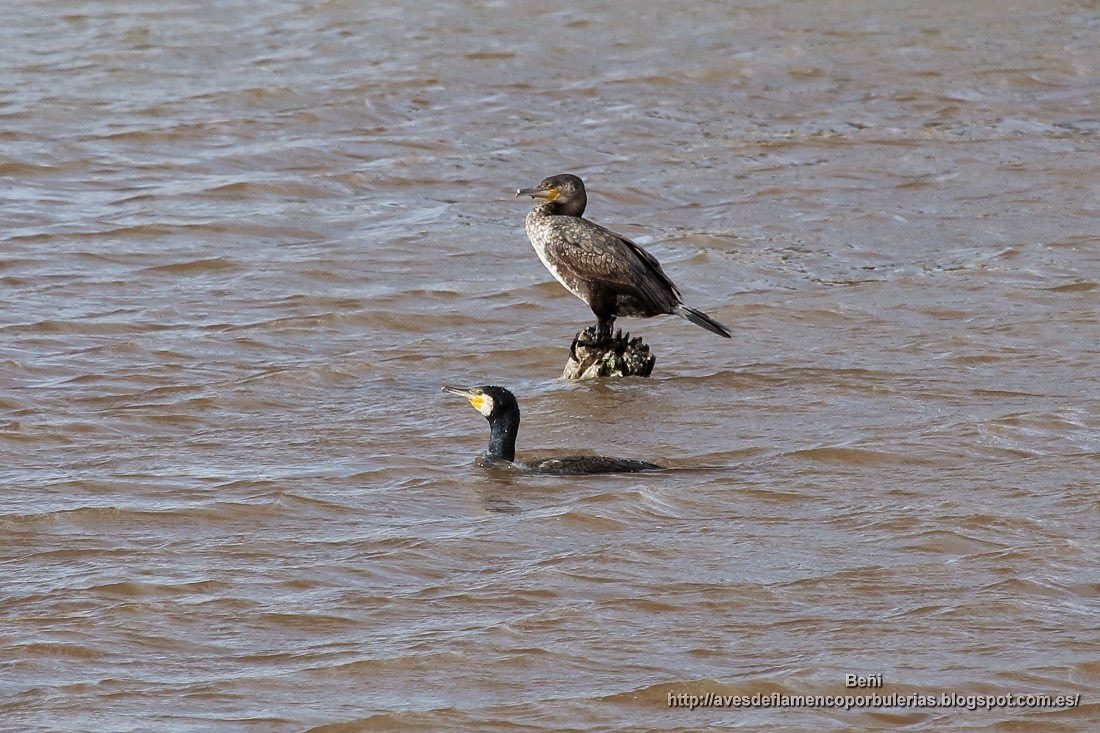 Cormorán grande, great cormorant, Phalacrocorax carbo
