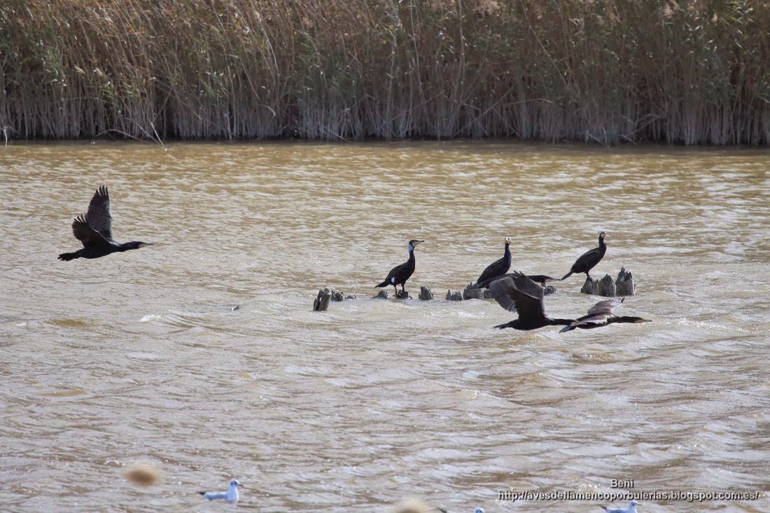 Cormorán grande, great cormorant, Phalacrocorax carbo