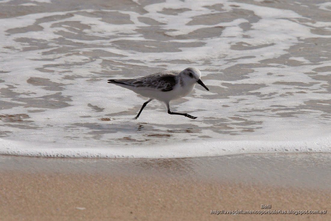 Correlimos tridáctilo o playerito blanco, sanderling, Calidris alba