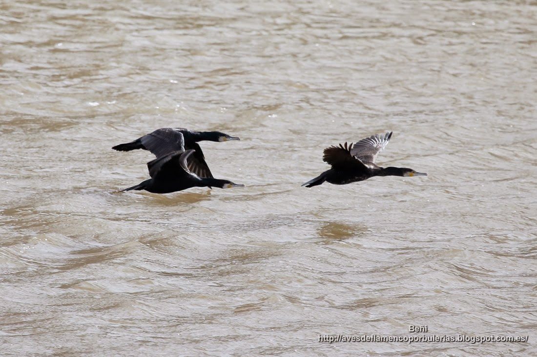 Cormorán grande, great cormorant, Phalacrocorax carbo