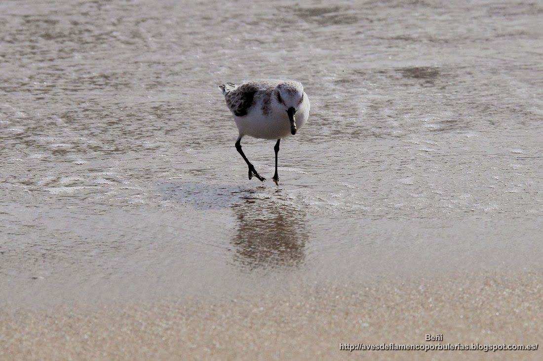 Correlimos tridáctilo o playerito blanco, sanderling, Calidris alba
