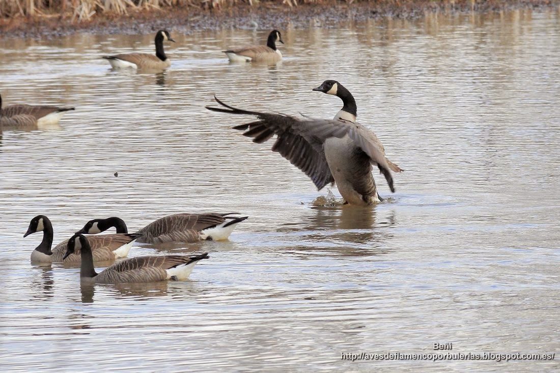 Barnacla canadiense o ganso de Canadá, o Canada goose, o Branta canadensis