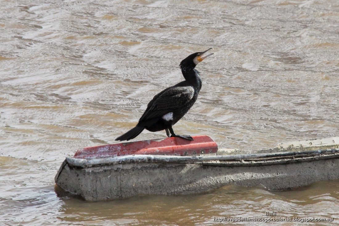 Cormorán grande, great cormorant, Phalacrocorax carbo