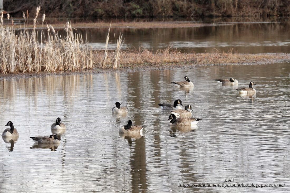 Barnacla canadiense o ganso de Canadá, o Canada goose, o Branta canadensis