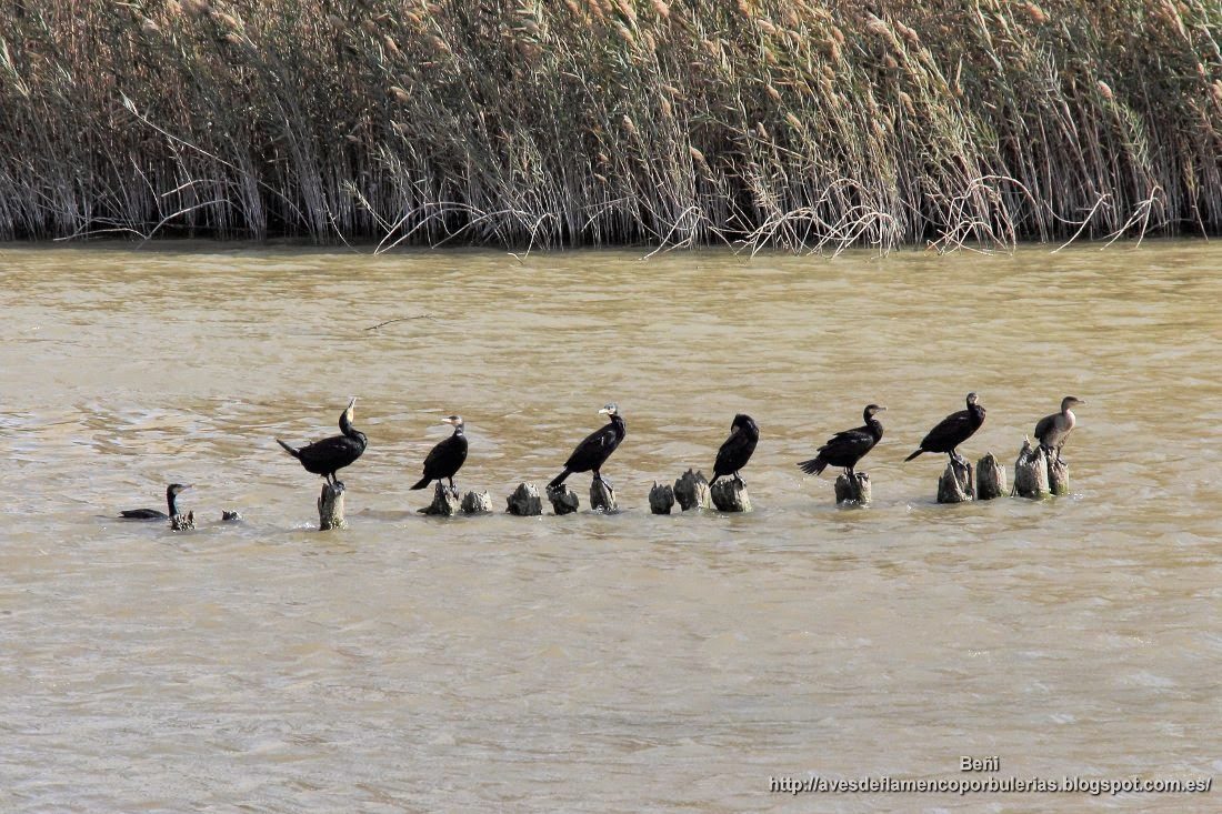 Cormorán grande, great cormorant, Phalacrocorax carbo