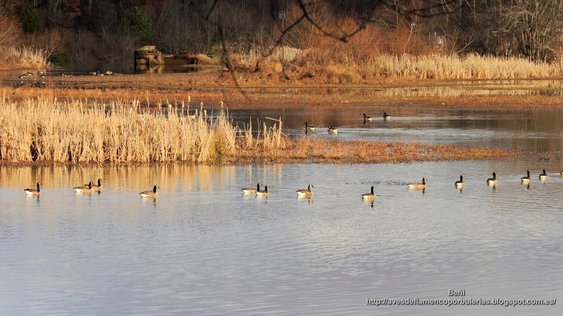 Barnacla canadiense o ganso de Canadá, o Canada goose, o Branta canadensis