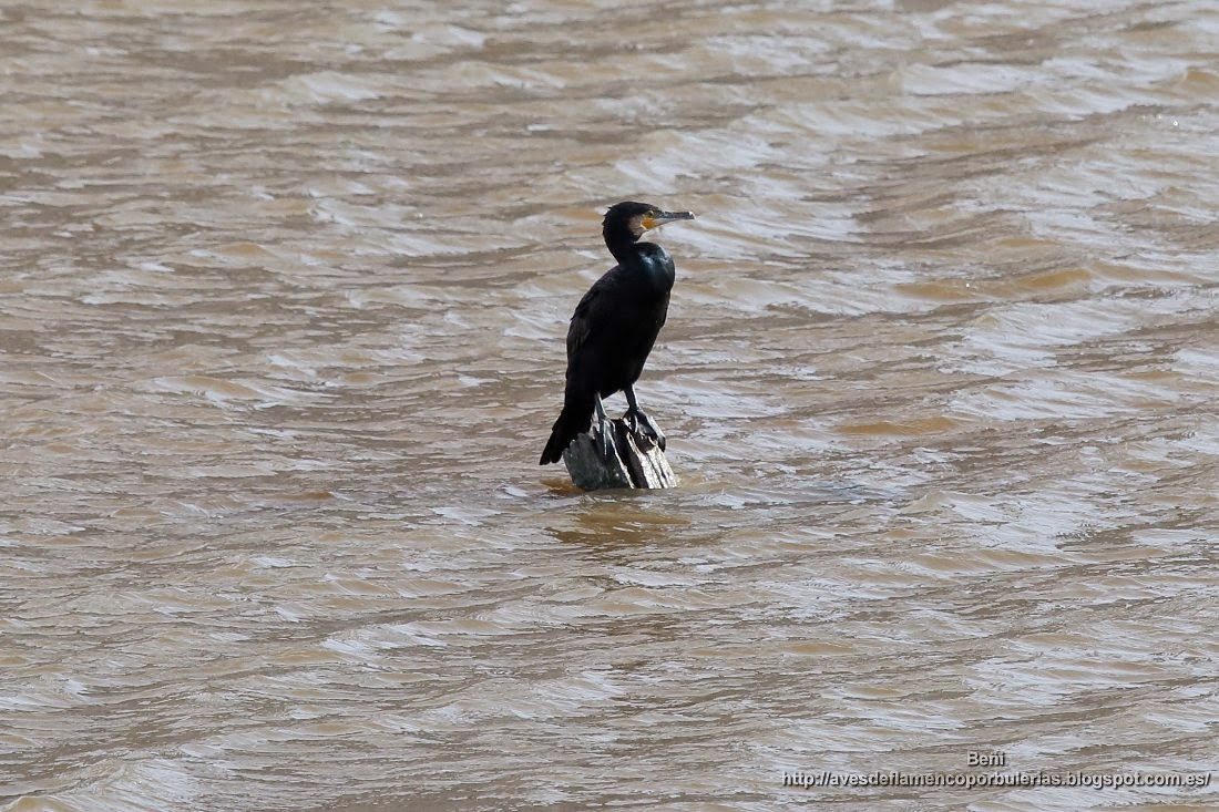 Cormorán grande, great cormorant, Phalacrocorax carbo