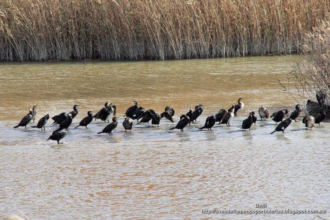 Cormorán grande, great cormorant, Phalacrocorax carbo