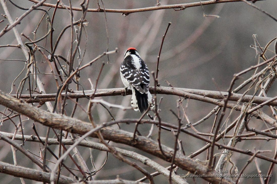 Pico pubescente o downy woodpecker o Dryobates pubescens